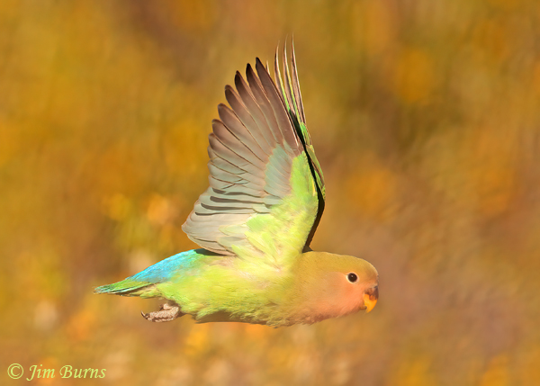 Rosy-faced Lovebird in flight-0186