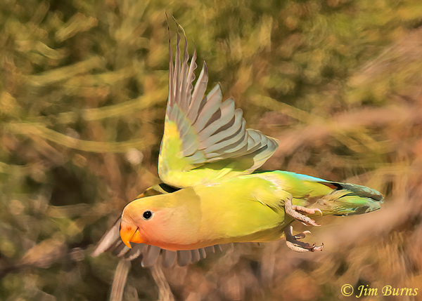 Rosy-faced Lovebird, yellow variant, in flight--0222