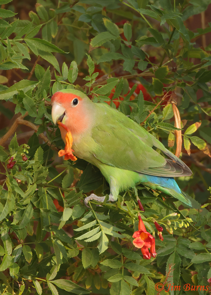 Rosy-faced Lovebird with eating Bells Of Fire petals--3899