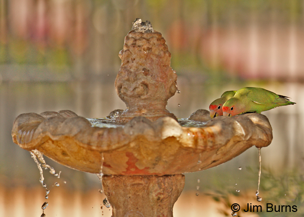 Rosy-faced Lovebirds at fountain