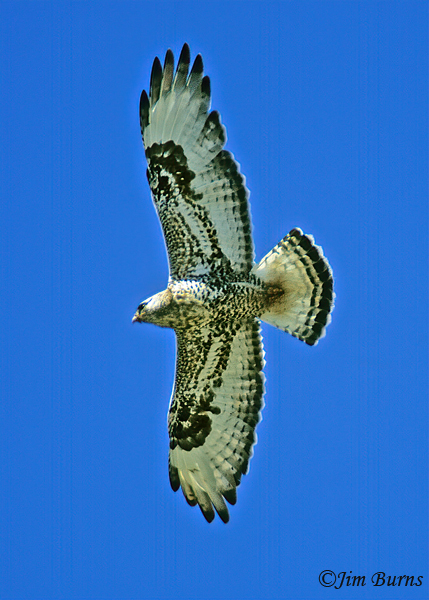 Rough-legged Hawk adult male light morph in flight--1000