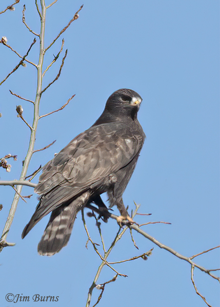 Rough-legged Hawk adult male dark morph--6162