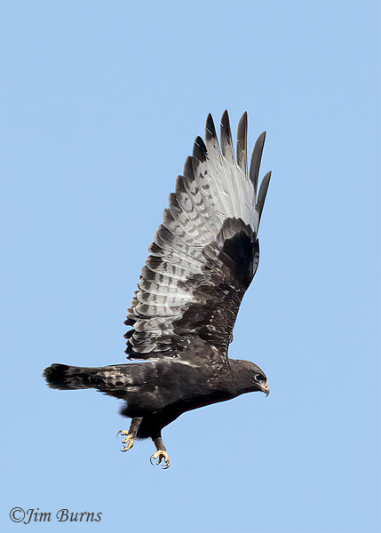 Rough-legged Hawk adult male dark morph in flight, ventral wing--6177