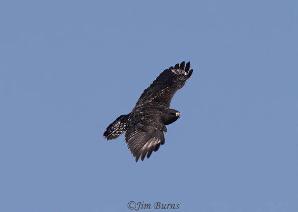 Rough-legged Hawk adult male dark morph in flight, ventral wing--6195