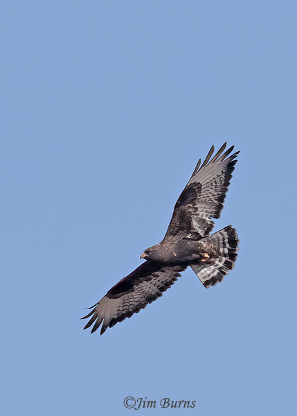 Rough-legged Hawk adult male dark morph in flight--6217