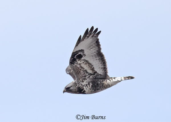 Rough-legged Hawk adult male light morph in flight, ventral wing--7154