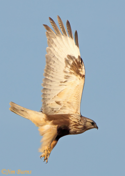 Rough-legged Hawk light morph immature in flight #2--7923
