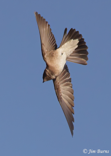Northern Rough-winged Swallow diving--6370