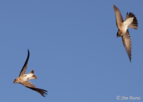 Northern Rough-winged Swallow chase--6370