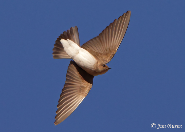 Northern Rough-winged Swallow banking--6411
