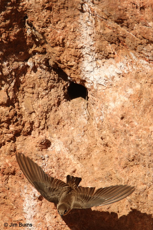 Northern Rough-winged Swallow exiting nesthole