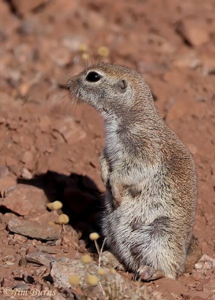 Round-tailed Ground Squirrel mama--0128