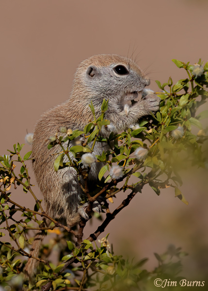 Round-tailed Ground Squirrel Kit enjoying Creosote blooms--0134