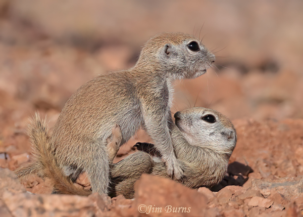 Round-tailed Ground Squirrel kits wrestling--0185