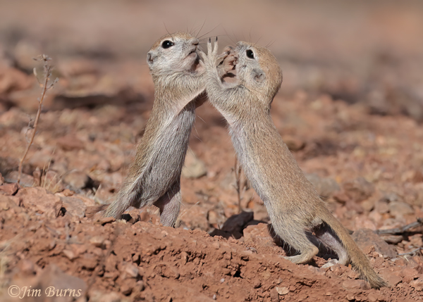 Round-tailed Ground Squirrel kits, high fives--0226