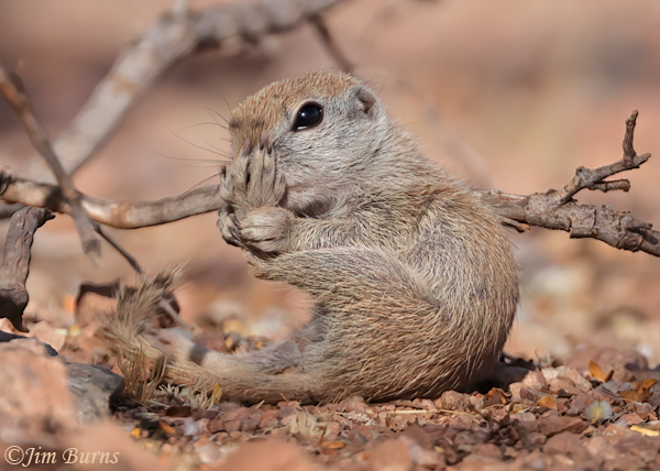 Round-tailed Ground Squirrel kit inspecting rear paw for thorn--0403