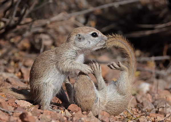 Round-tailed Ground Squirrel kits, wrestling #2--0406