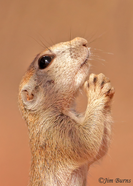 Round-tailed Ground Squirrel kit, morning prayers--3796