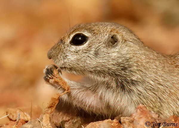 Round-tailed Ground Squirrel with snack close-up--3951