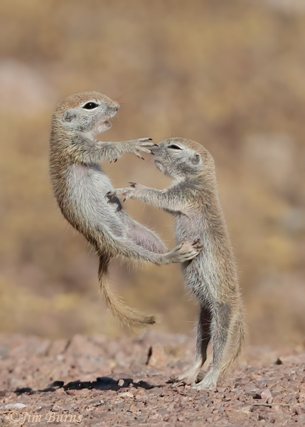 Round-tailed Ground Squirrel kits, when push comes to shove--7113