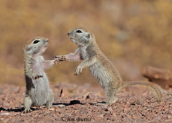 Round-tailed Ground Squirrel kits, "May I have this dance?"--7115