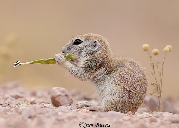 Round-tailed Ground Squirrel kit enjoying mesquite bean pod--7349