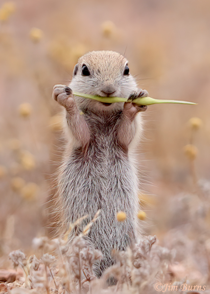 Round-tailed Ground Squirrel kit, this is tasty--7386