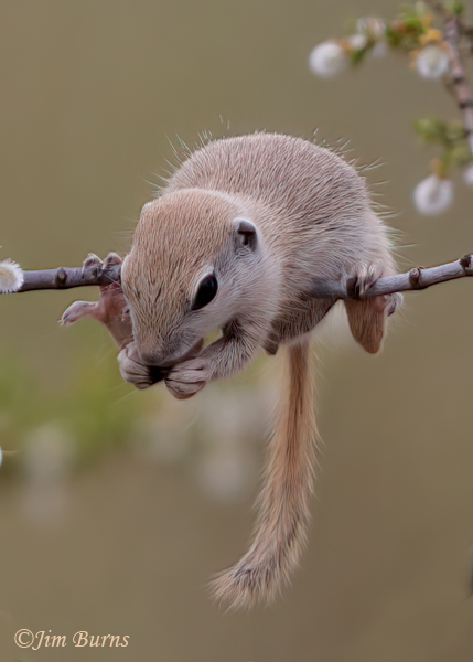 Round-tailed Ground Squirrel kit enjoying a "balanced" diet--7579