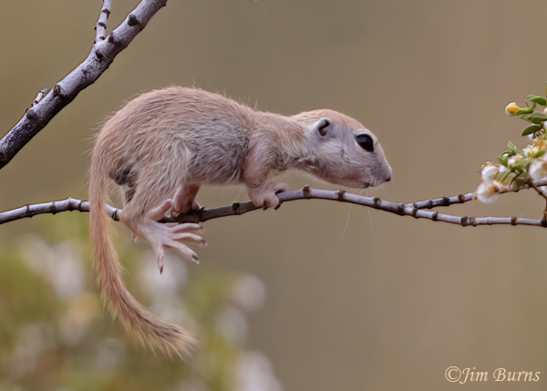 Round-tailed Ground Squirrel kit out on a limb--7606