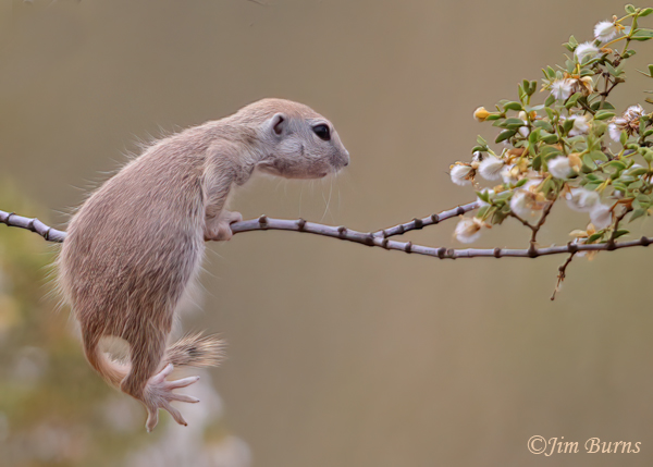 Round-tailed Ground Squirrel kit, precarious--7607