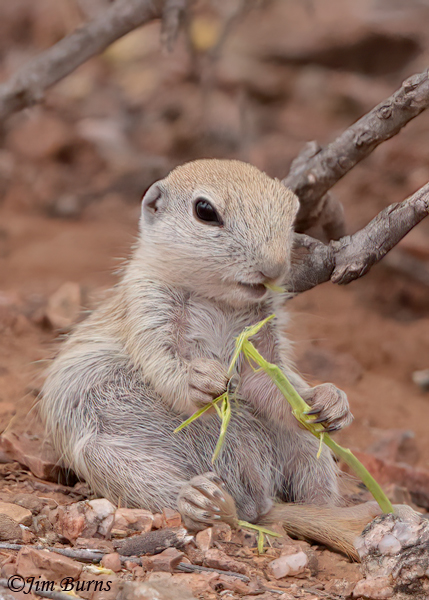 Round-tailed Ground Squirrel kit making a wish--7696
