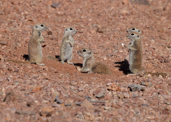 Round-tailed Ground Squirrel, four kits listening to mom's serrmon--7872