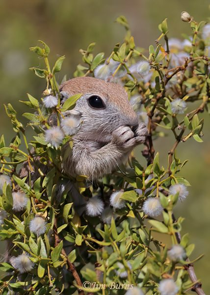 Round-tailed Ground Squirrel kit enjoying creosote blooms #2 --8049