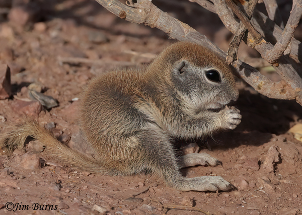Round-tailed Ground kit with a snack--6617