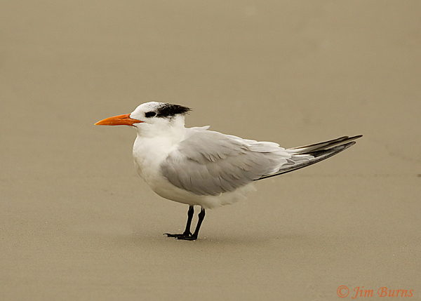 Royal Tern adult non-breeding #2--7537