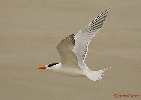 Royal Tern adult non-breeding in flight--7549