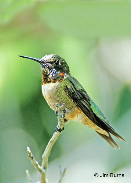 Ruby-throated Hummingbird immature male