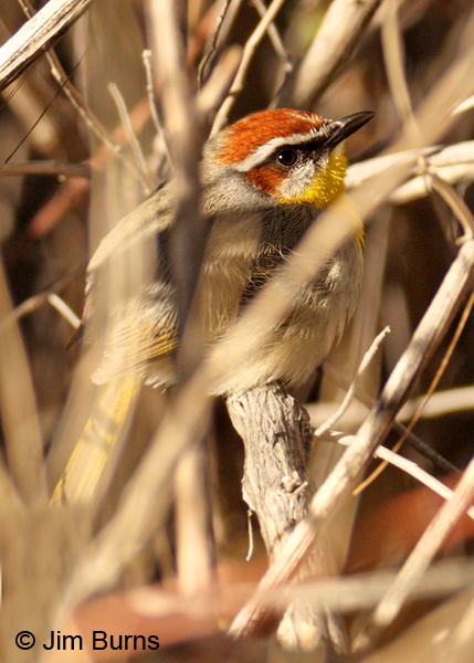 Rufous-capped Warbler habitat portrait