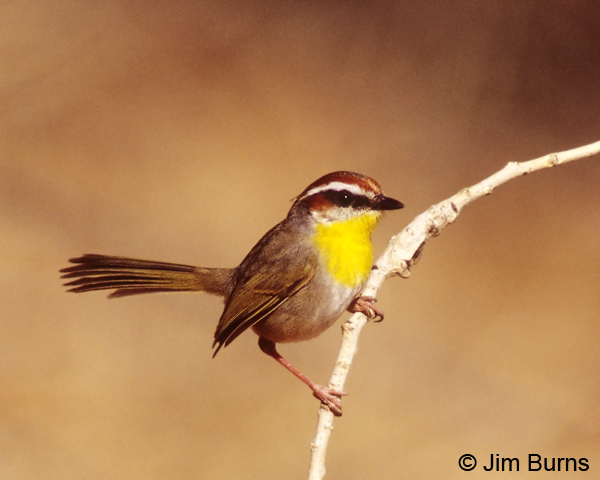 Rufous-capped Warbler on perch