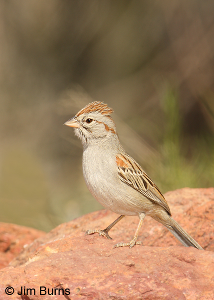 Rufous-winged Sparrow on rock