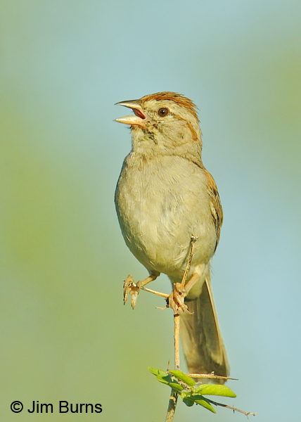 Rufous-winged Sparrow singing