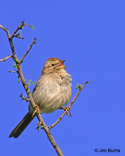 Rufous-winged Sparrow singing in tree