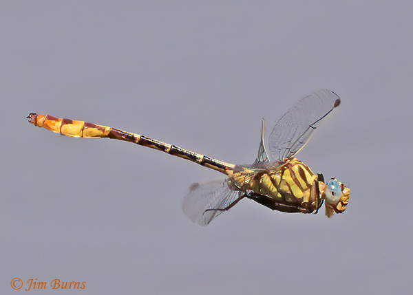 Russet-tipped Clubtail male eating small flying insect on the wing #3, Maricopa Co., AZ, September 2021--2887