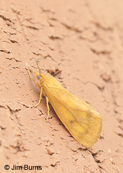 Rusty Holomelina Moth, Arkansas