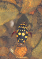 Aquatic Beetle (Thermonectus marmoratus), Cave Creek, Arizona--2390