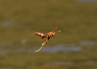 Arizona Paper Wasp (Polistes arizonensis), Salt River, Arizona--8241