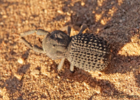 Black Death-feigning Beetle, Salt River, Arizona-8089
