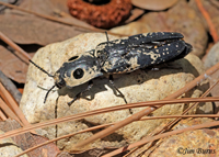 Click Beetle (Alaus zunianus), Cochise Co., Arizona--0097