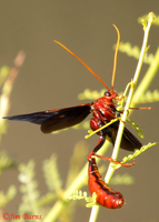Ichneumon Wasp (Ophion species), male, Boyce Thompson Arboretum, Arizona--8052