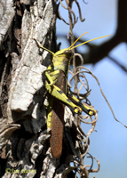 Leather-colored Bird Grasshopper